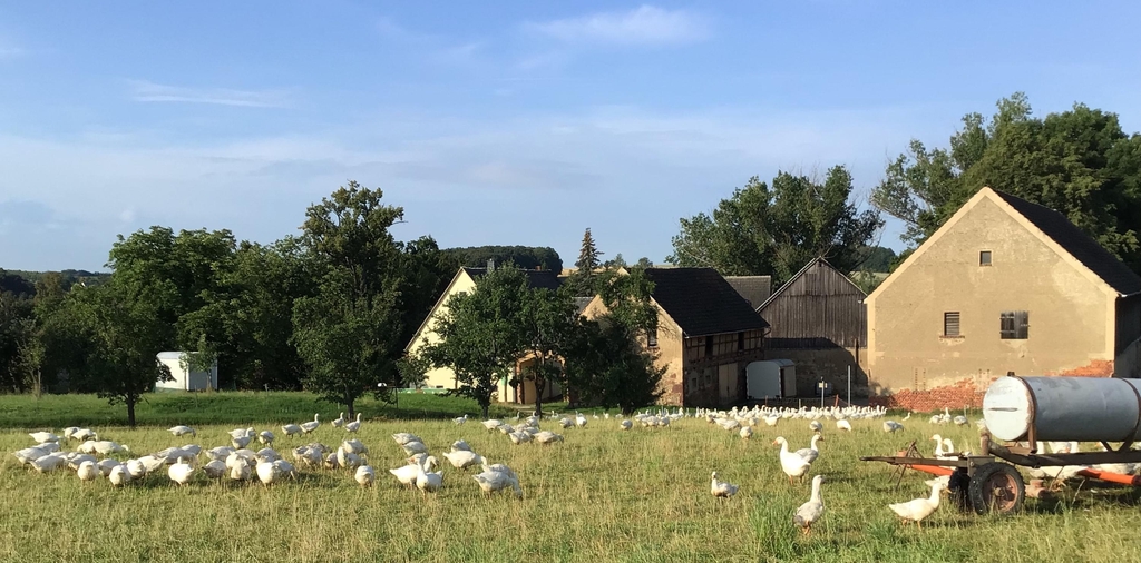 Enten und Gänse auf der Weide vor dem Geflügelhof Arnsdorf