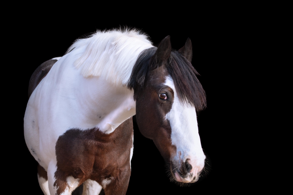 banner_image