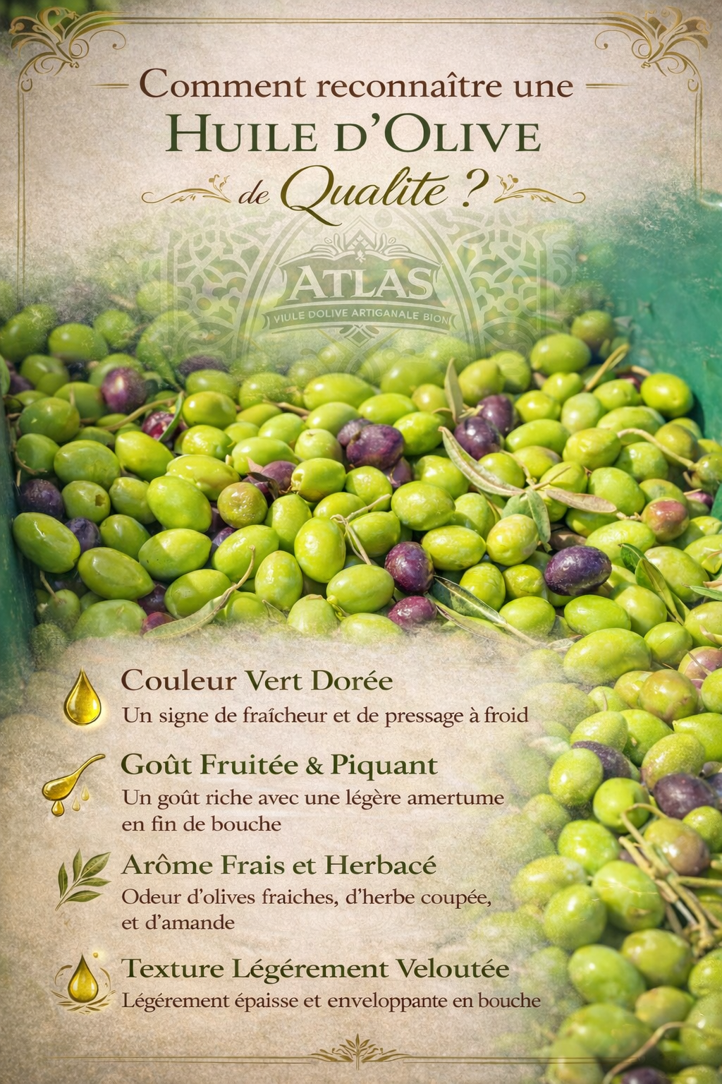 Huile d‘olive Atlas marocaine est exceptionnellement fraîche 