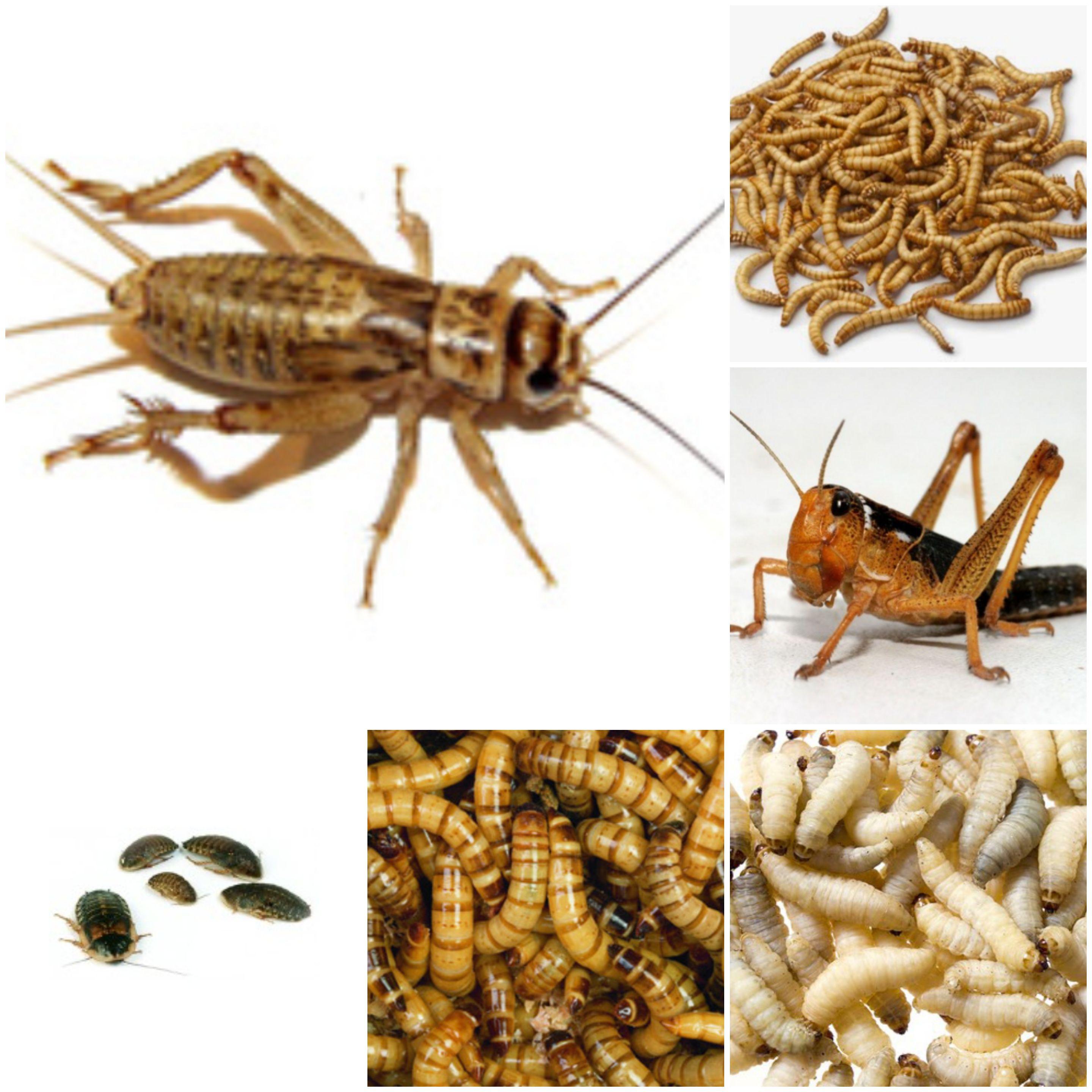 Insetti da pasto