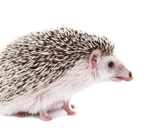 product_list_image_cover