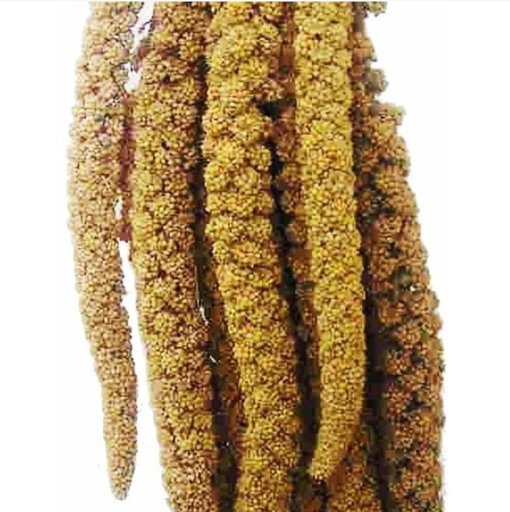 Alimentazione uccelli 