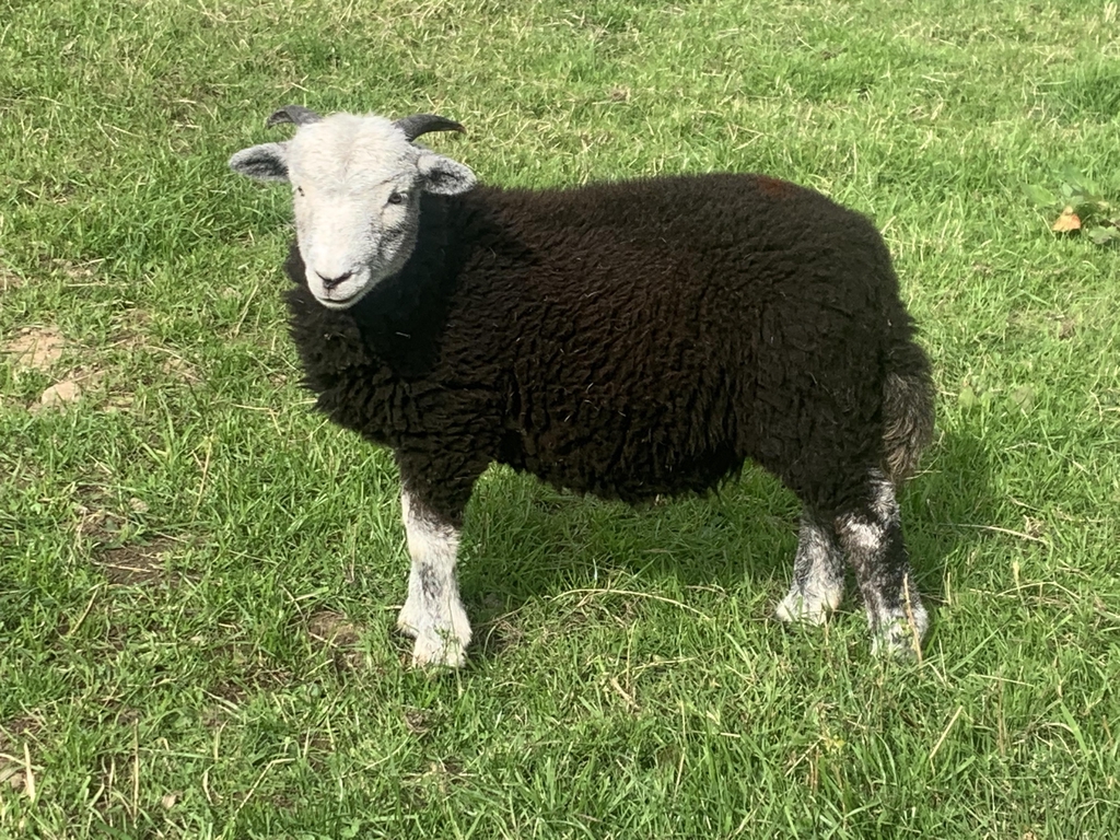 Quality Herdwick wool products, yarns and crafts.