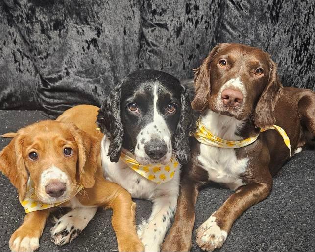 Nova, Willow and Poppy