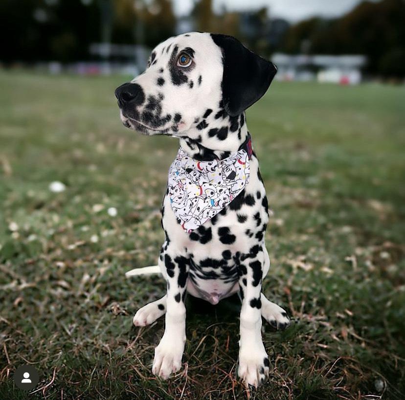 Pongo