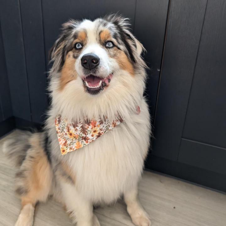 Koda