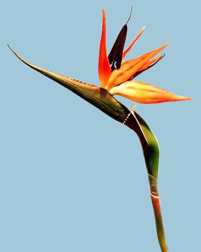 Popular Single Stem Artificials