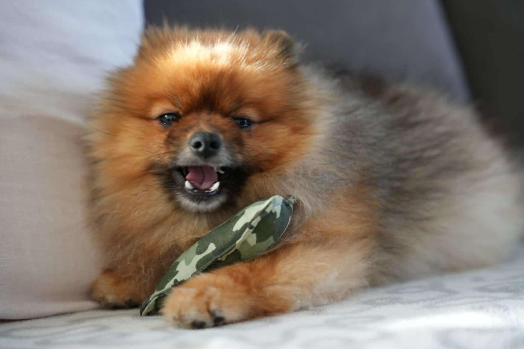 Chien
