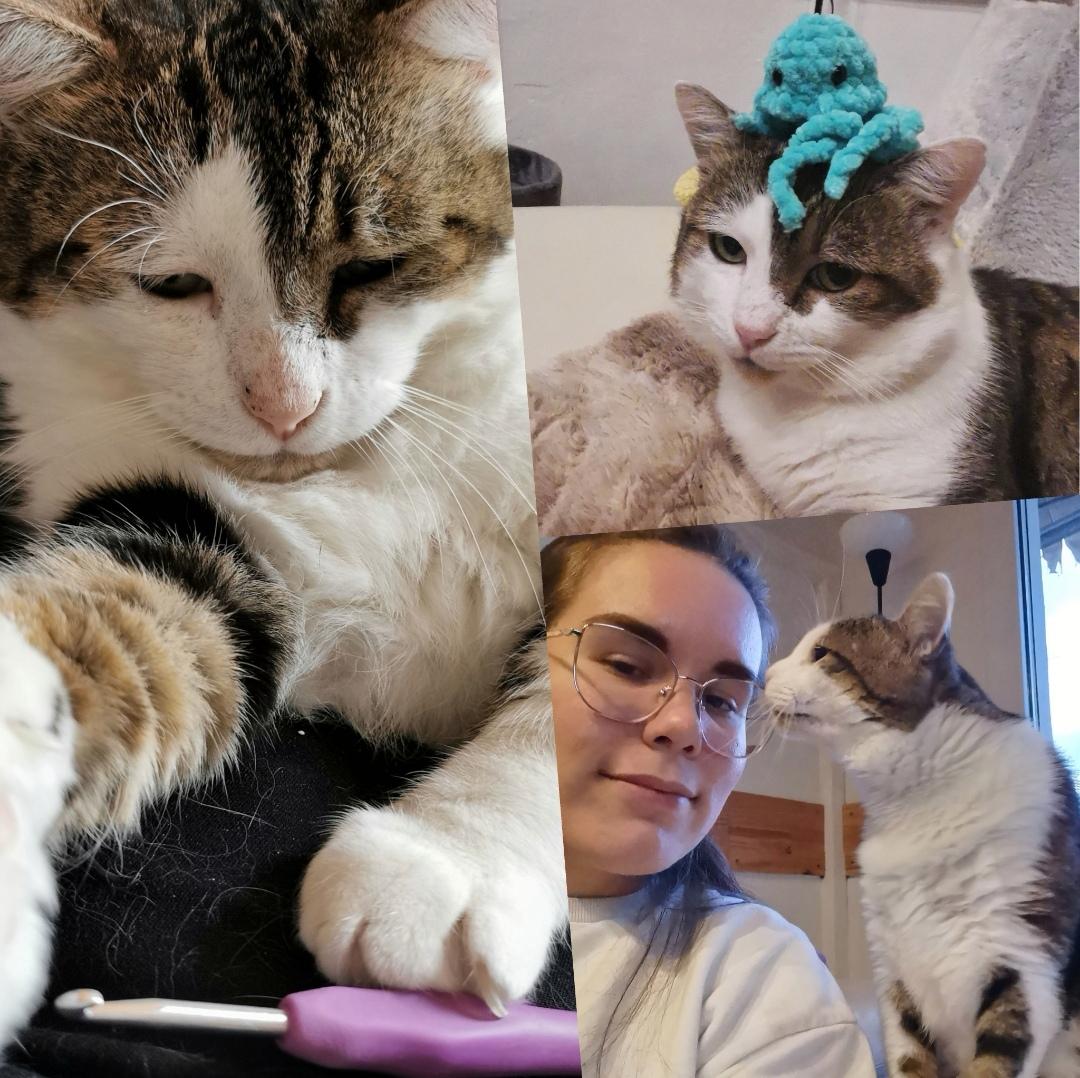 Le fameux "Chat Fait Du Crochet" 