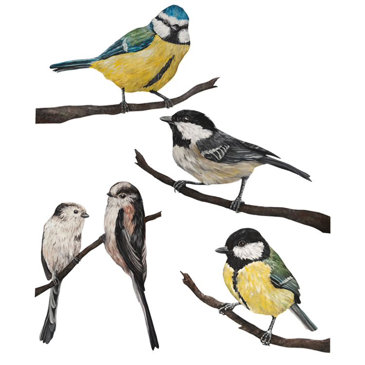 British Bird Collection - Tits Collection - Yellow Bird Art Studio - Amy Foster