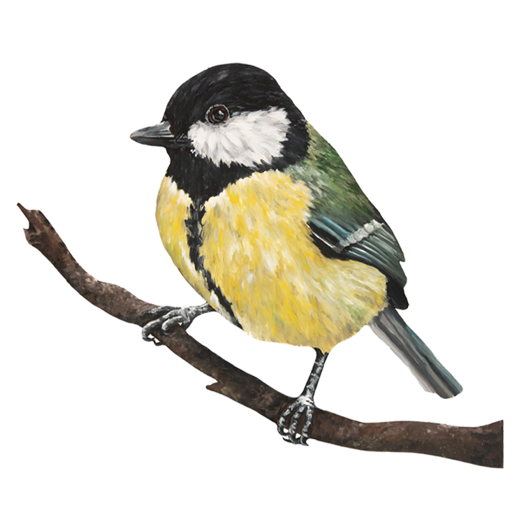 British Bird Collection - Great Tit - Yellow Bird Art Studio - Amy Foster