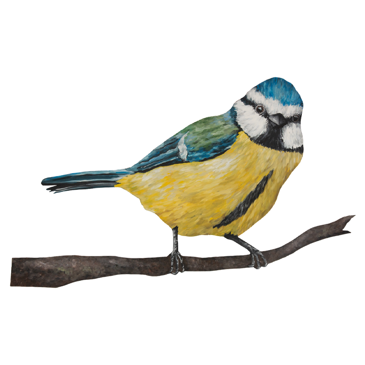 British Bird Collection - Blue Tit - Yellow Bird Art Studio - Amy Foster