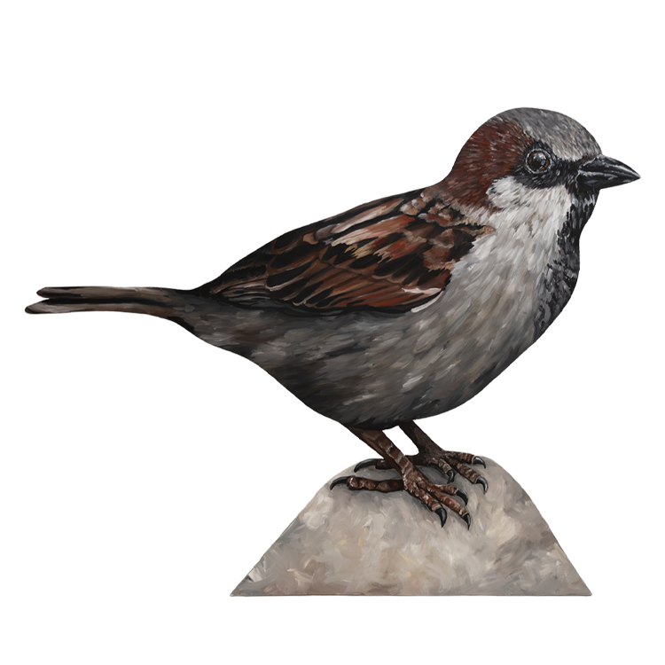 British Bird Collection - House Sparrow - Yellow Bird Art Studio - Amy Foster