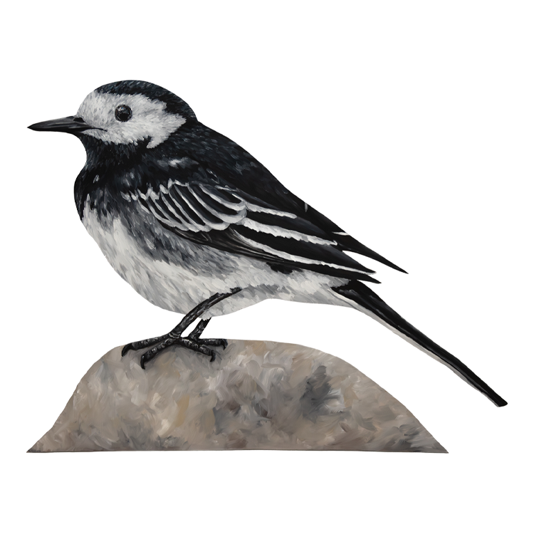 British Bird Collection - Pied Wagtail - Yellow Bird Art Studio - Amy Foster