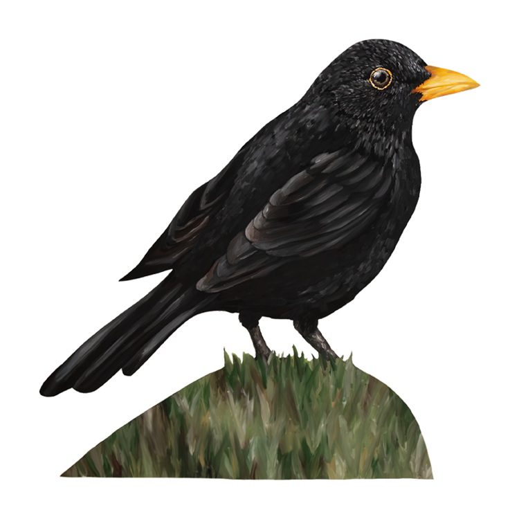 British Birds Collection - Blackbird - Yellow Bird Art Studio - Amy Foster