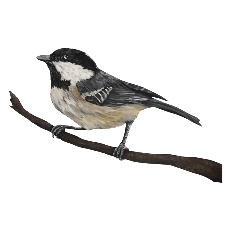 British Birds Collection - Gouache painting of Coal Tit - Yellow Bird Art Studio by artist Amy Foster