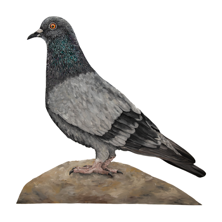 British Bird Collection - Pigeon - Yellow Bird Art Studio - Amy Foster