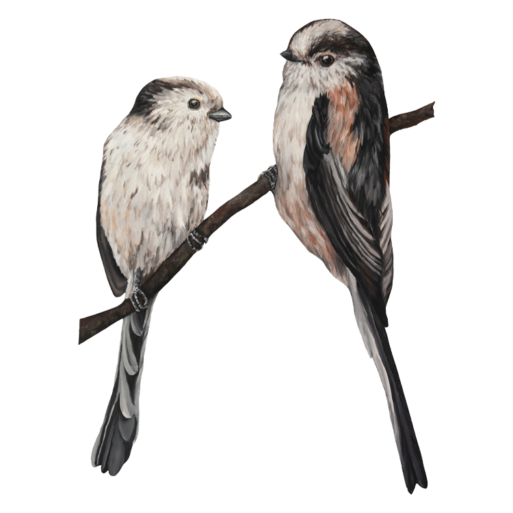 British Bird Collection - Long Tail Tits - Yellow Bird Art Studio - Amy Foster