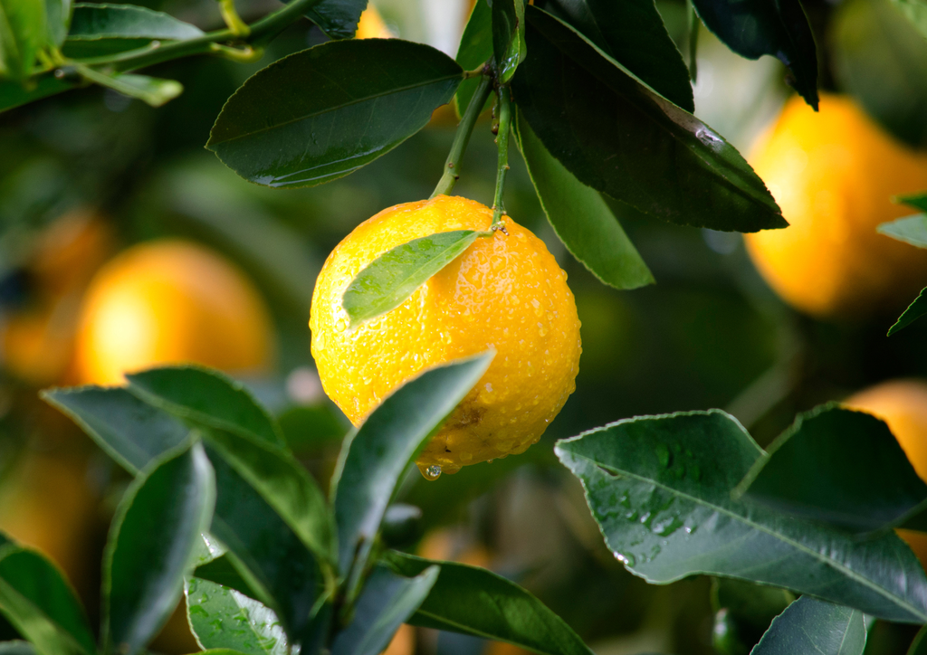 banner_image