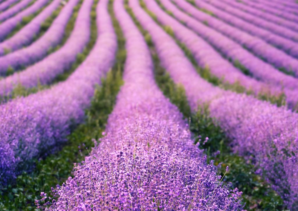 banner_image