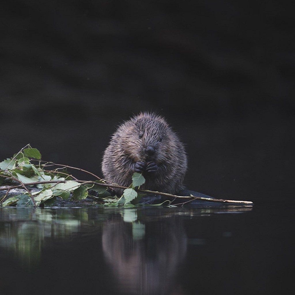 product_list_image_cover