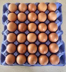 Fresh free range eggs for or chickens 