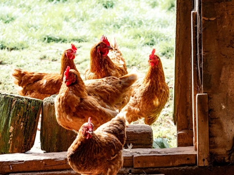 The Leigh Shed supplying fresh free range eggs 
Locally sourced and home grown fruit and vegetables
Fresh dairy and juices
Fresh bread and cakes
Deli counter
Household essentials