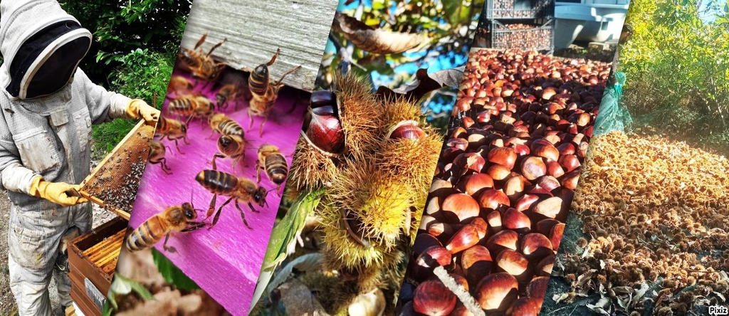 La Ferme de Max et Laiti
ferme paysanne   châtaignes et abeilles