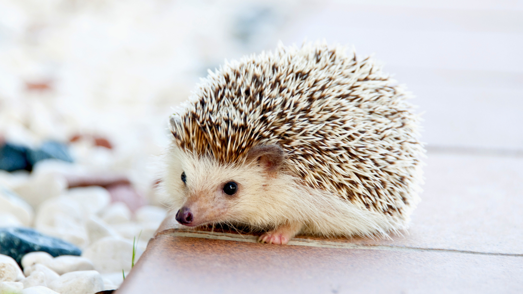 banner_image