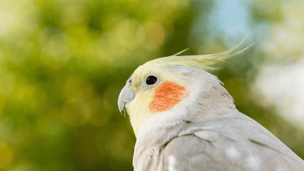 banner_image