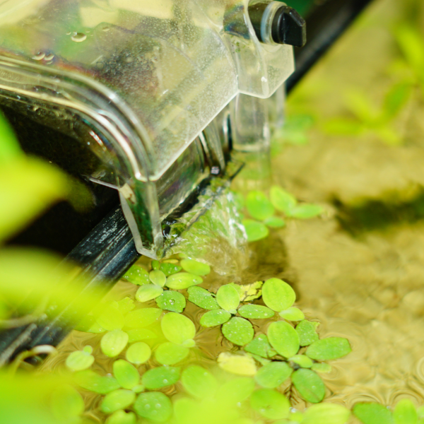 banner_image