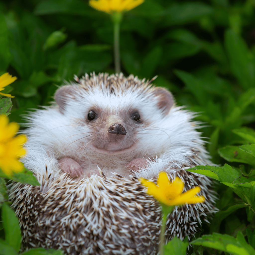banner_image