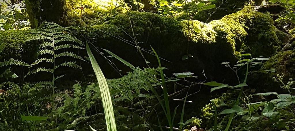 banner_image
