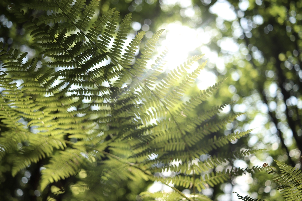 banner_image