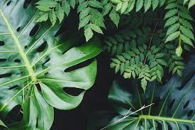 Herbal Medicines & Natural Products