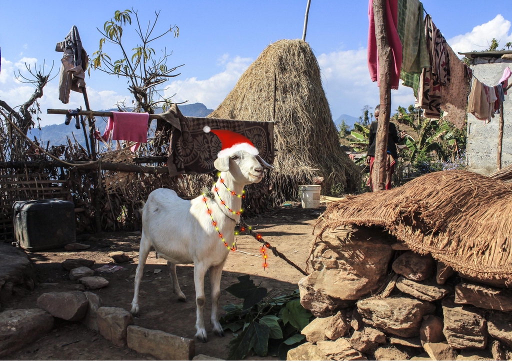 This Christmas gift us seeds of transformation 