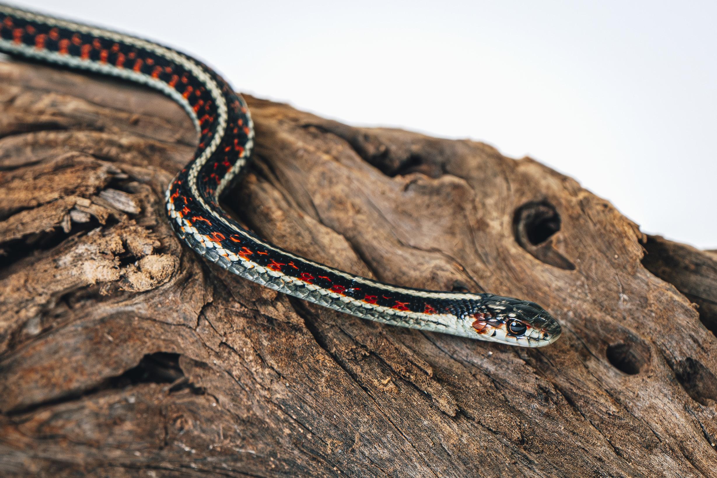 Reptielen