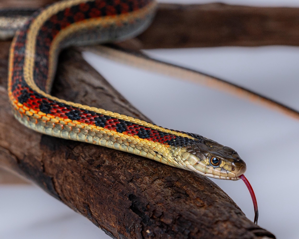 product_list_image_cover