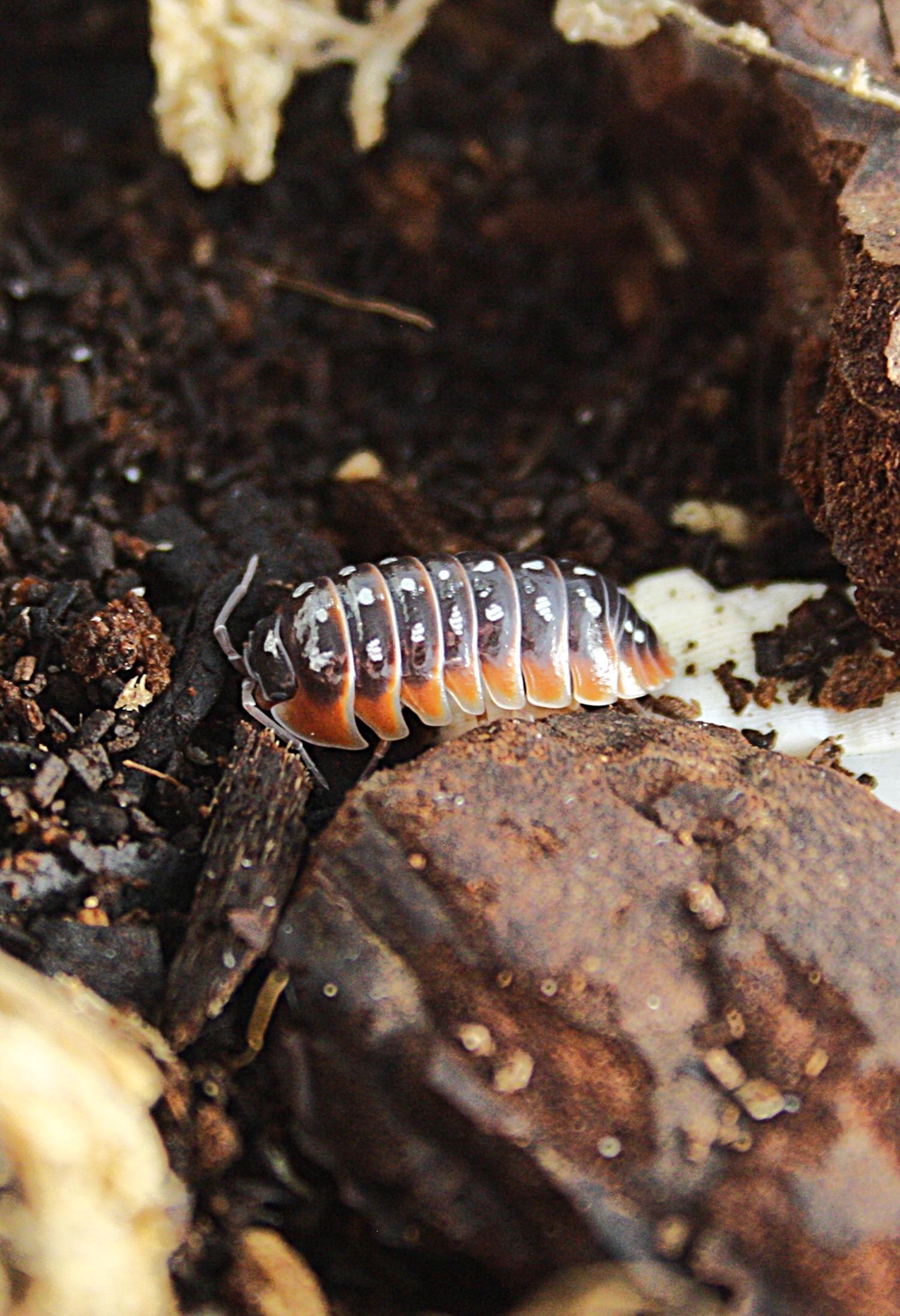 product_list_image_cover