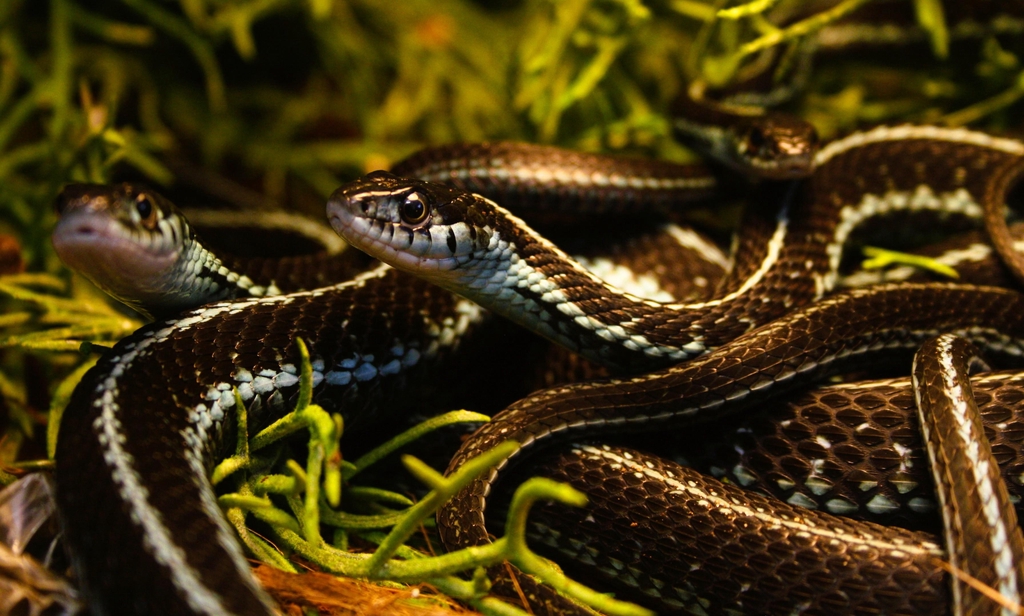 Kousenbandslang Thamnophis sirtalis