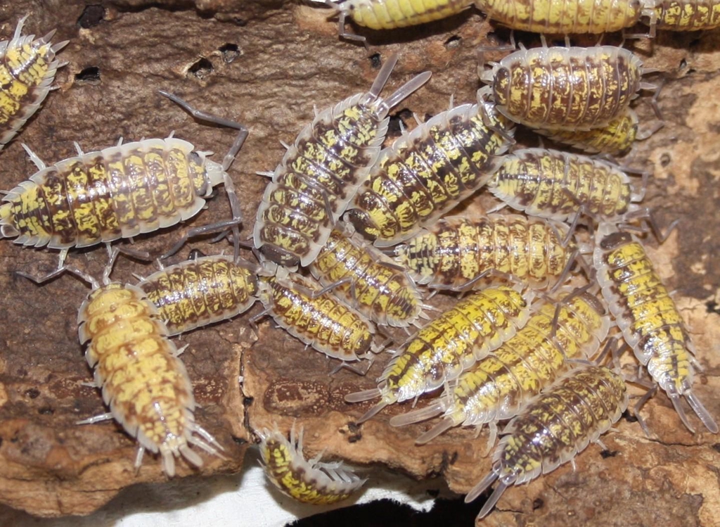 product_list_image_cover