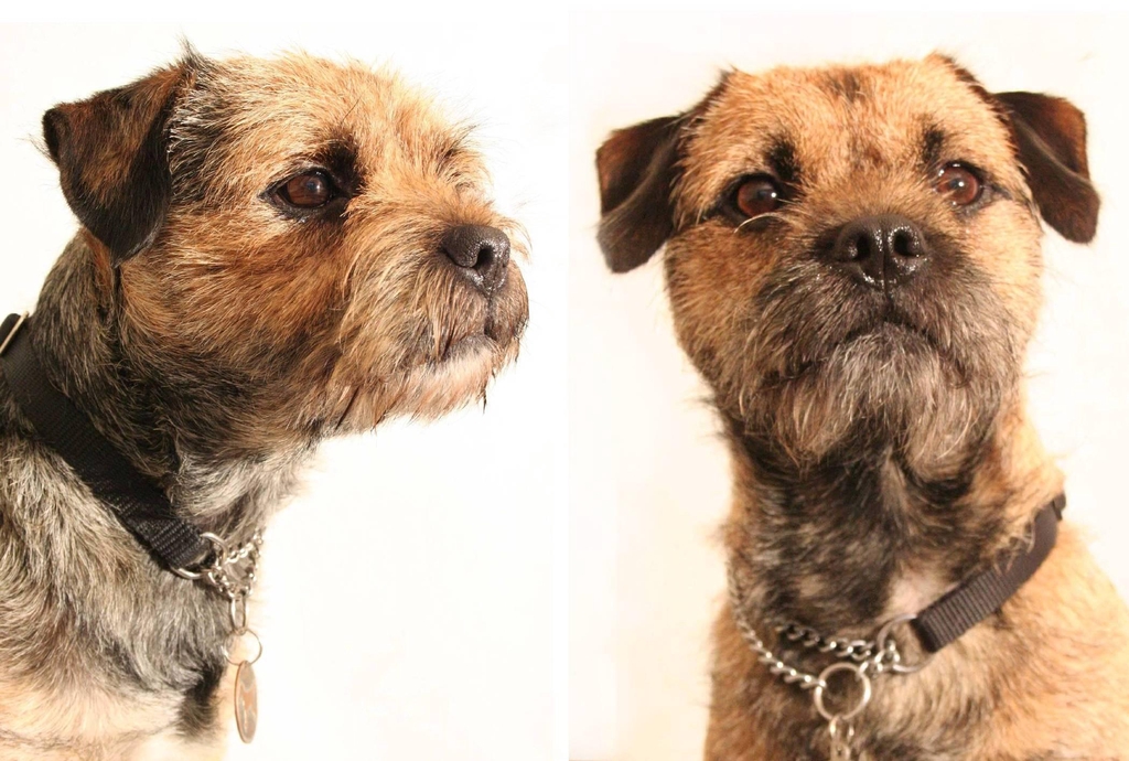 Hands and Paws Supplies