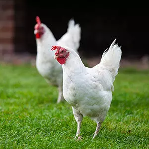 Poulets blancs