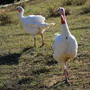 Dindonneaux blanc
