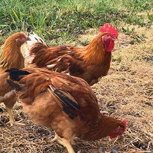 Cornish rouge pattes jaunes