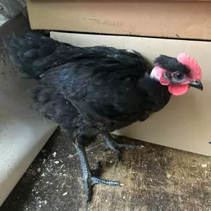 Poulets noirs cou nu
