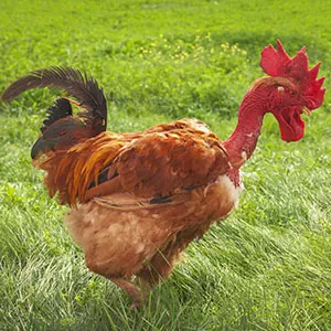 Poulets roux cou nu