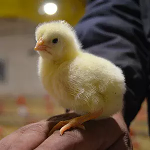 Poussins d'un jour toutes races de chair