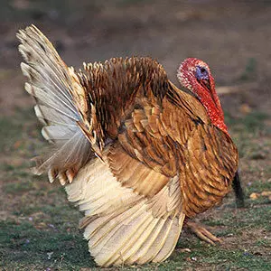 Dindonneaux rouges des ardennes