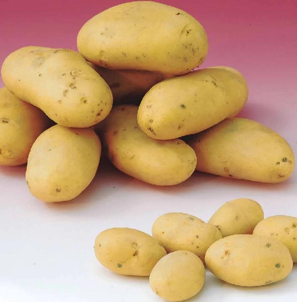 Découvrez nos semences de pommes de terre : variétés précoces, demi-tardives ou de conservation. Qualité professionnelle et conseils à la Graineterie du Cotentin.